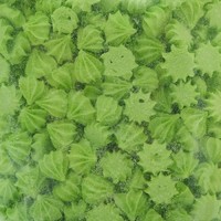 Сахарные кондитерские изделия "Мини-безе", зеленые, 50 г